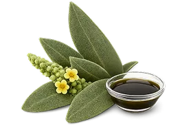 Extracto de hoja de gordolobo