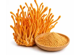 Cordyceps Militaris orgánico